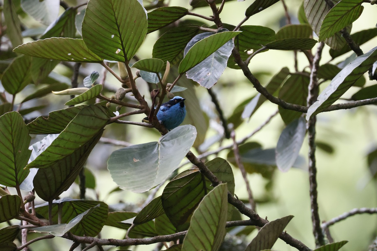 Turquoise Dacnis - ML621319894