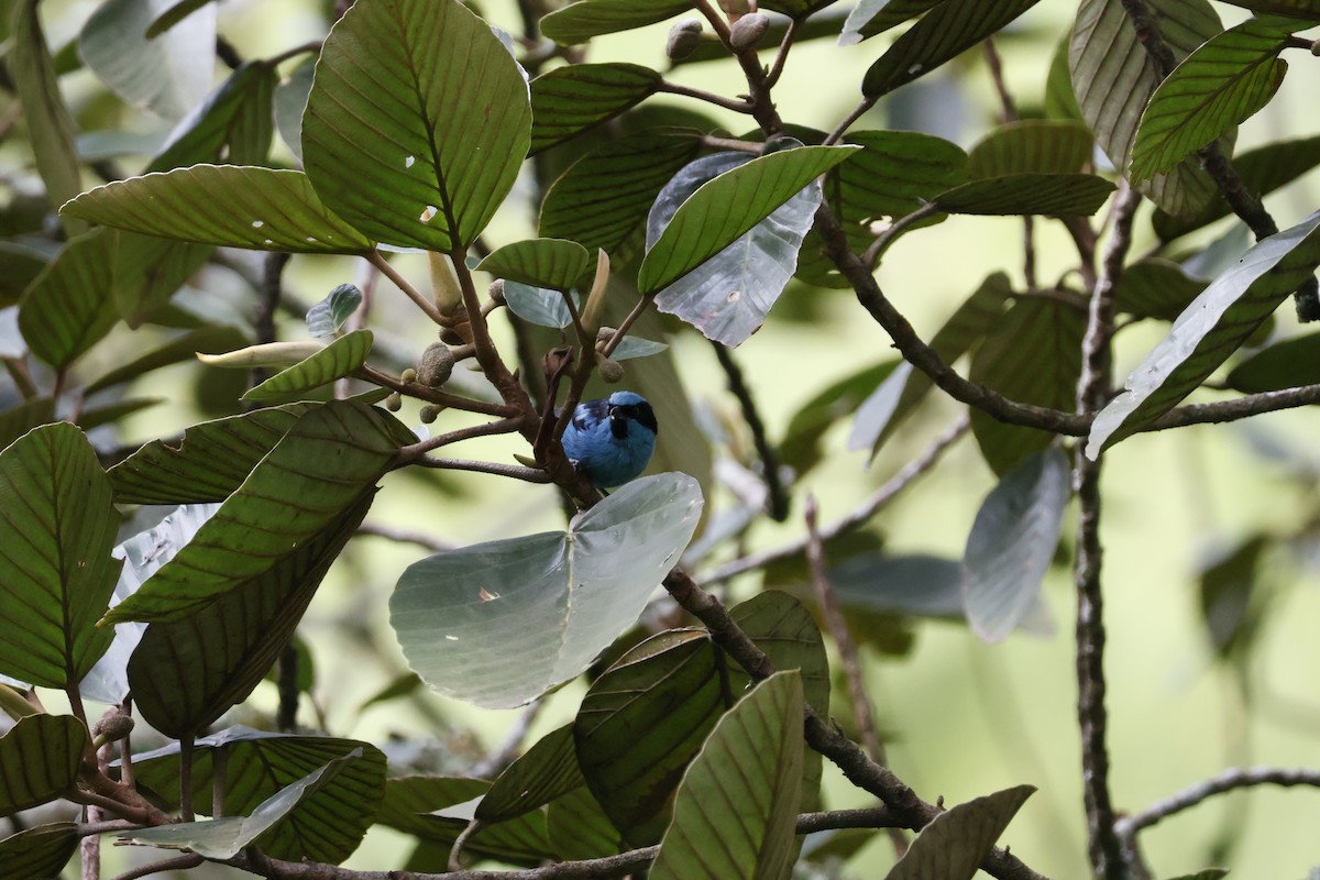 Turquoise Dacnis - ML621319895