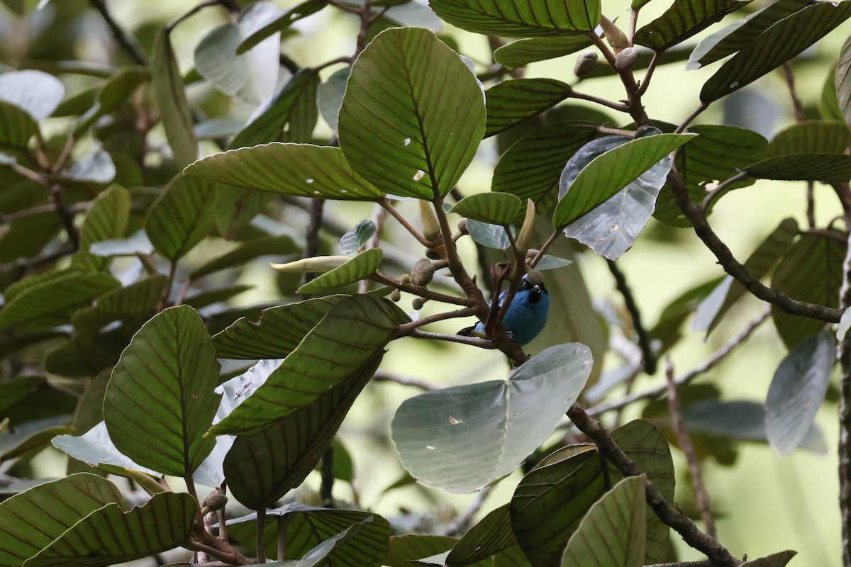 Turquoise Dacnis - ML621319899