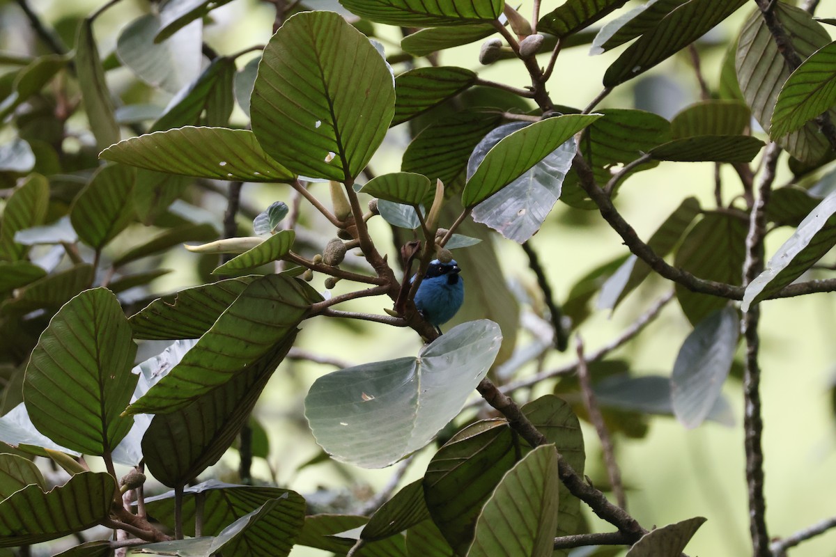 Turquoise Dacnis - ML621319901