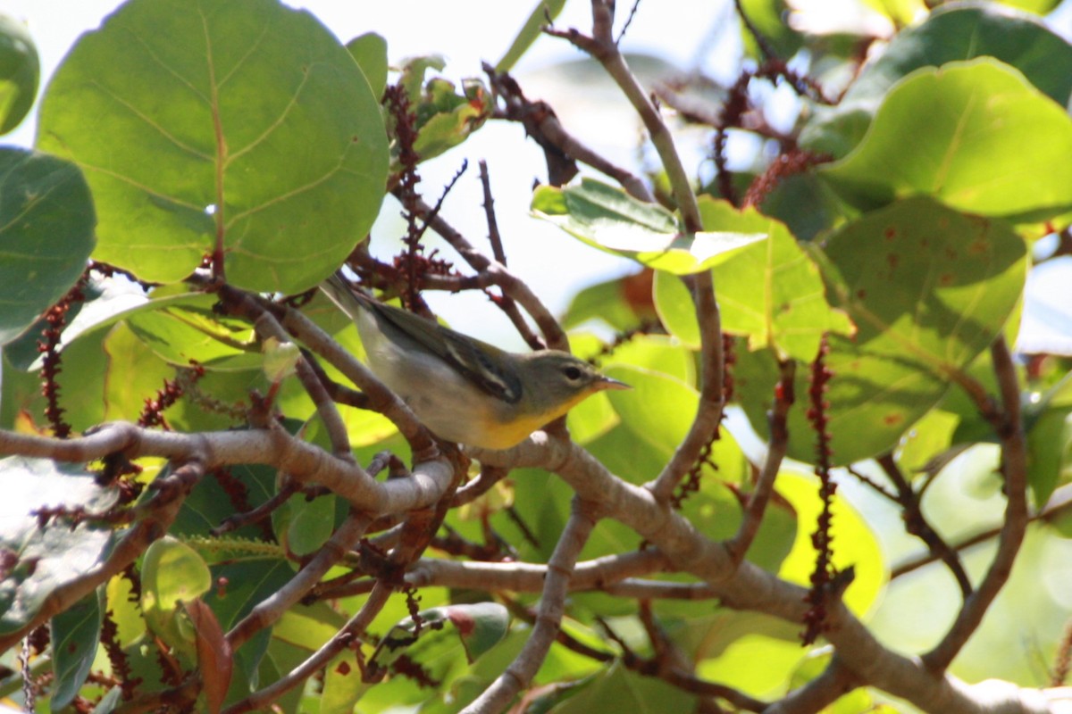 Northern Parula - Maggie Paxson