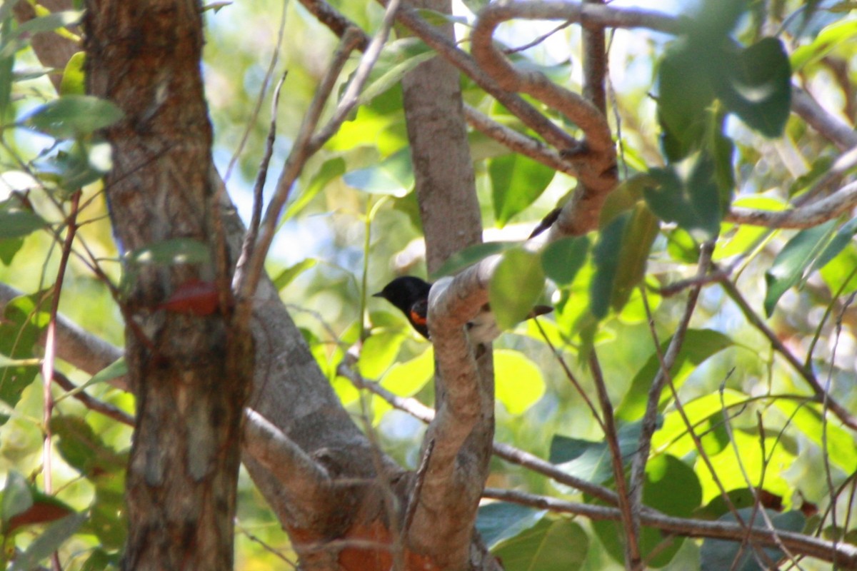 American Redstart - ML621319944