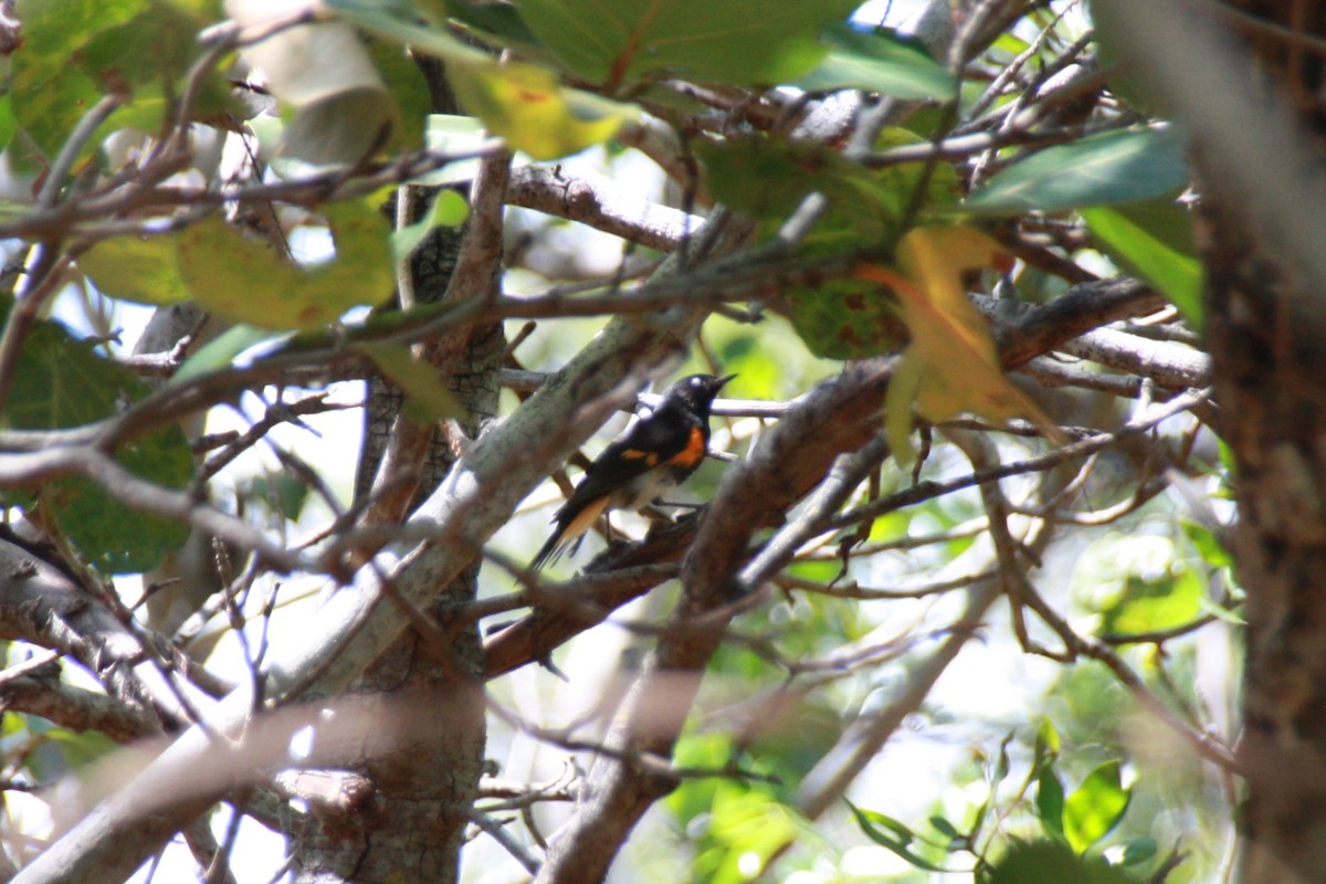 American Redstart - ML621319945