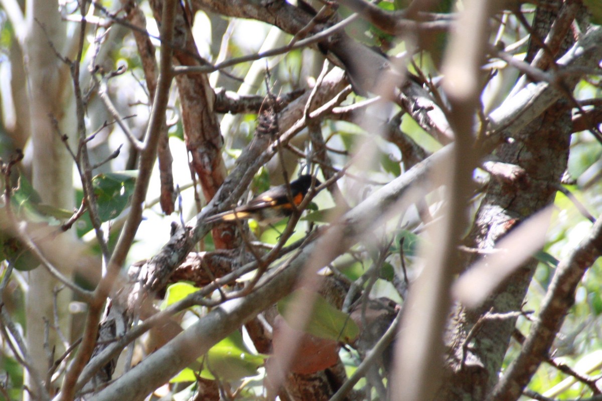 American Redstart - ML621319946