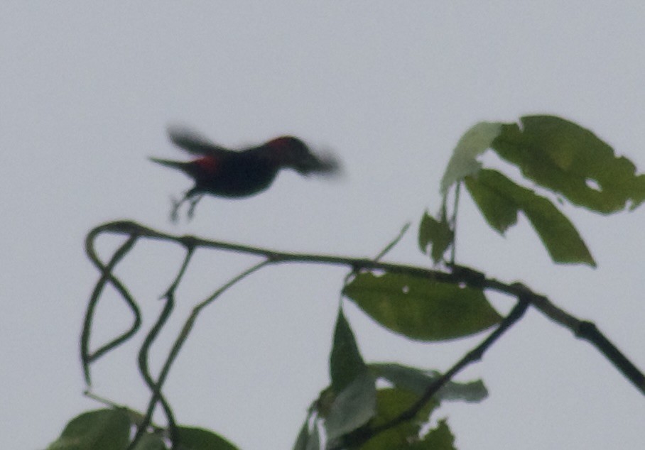 Scarlet-rumped Tanager - Al Cadesky