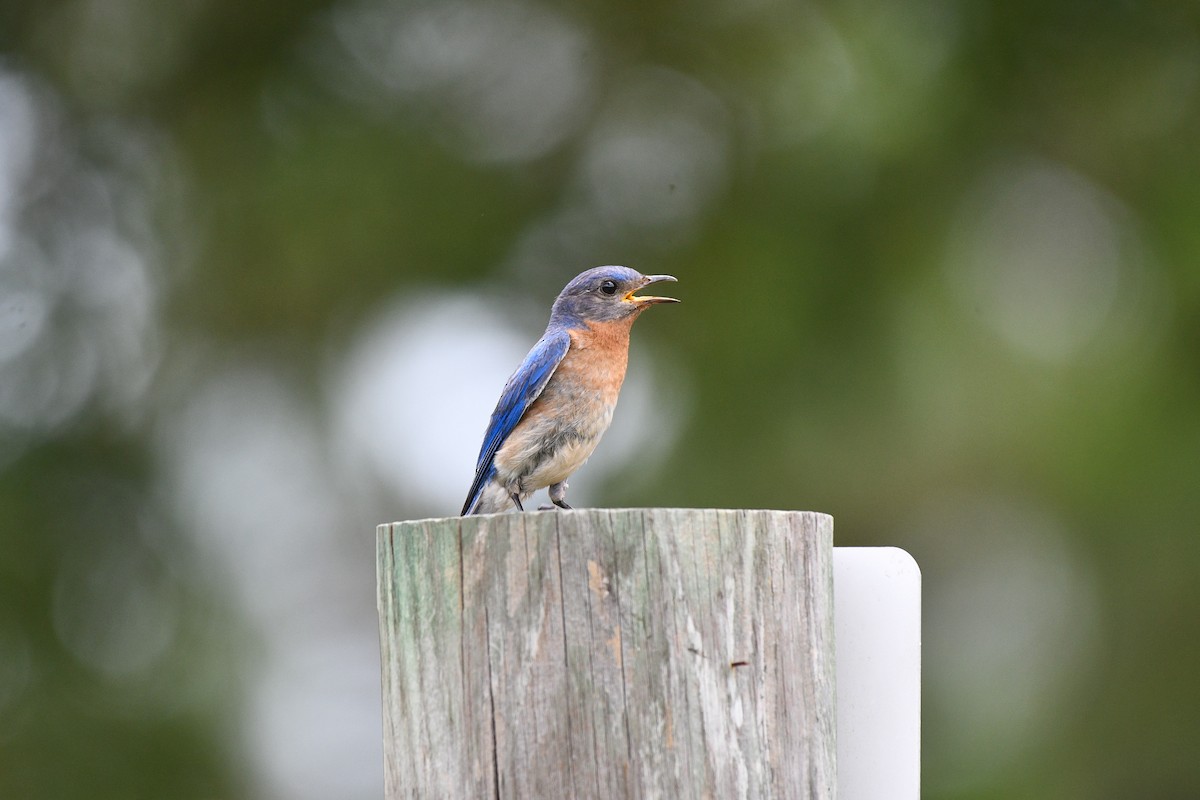 Eastern Bluebird - ML621320062