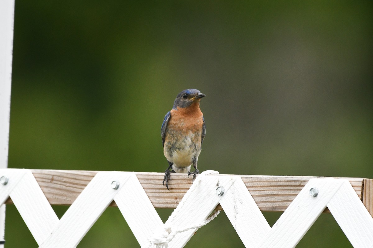 Eastern Bluebird - ML621320063