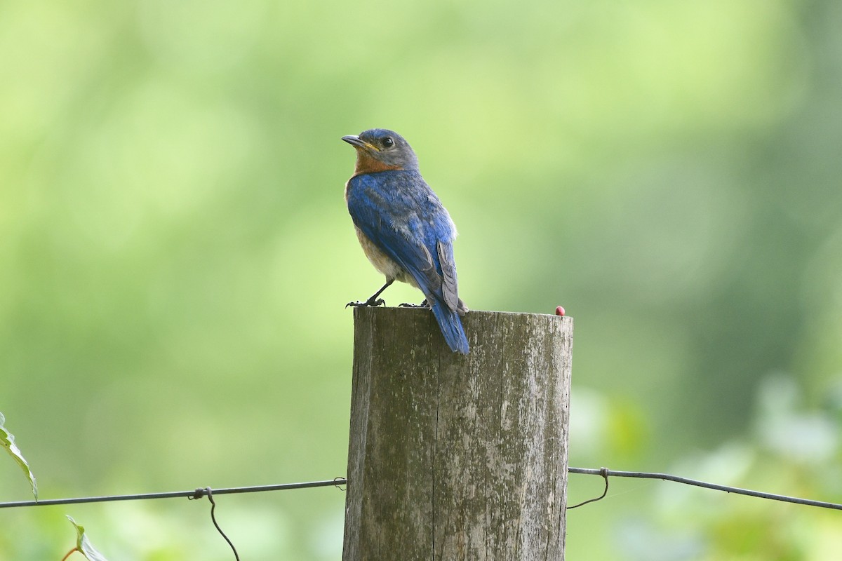 Eastern Bluebird - ML621320064