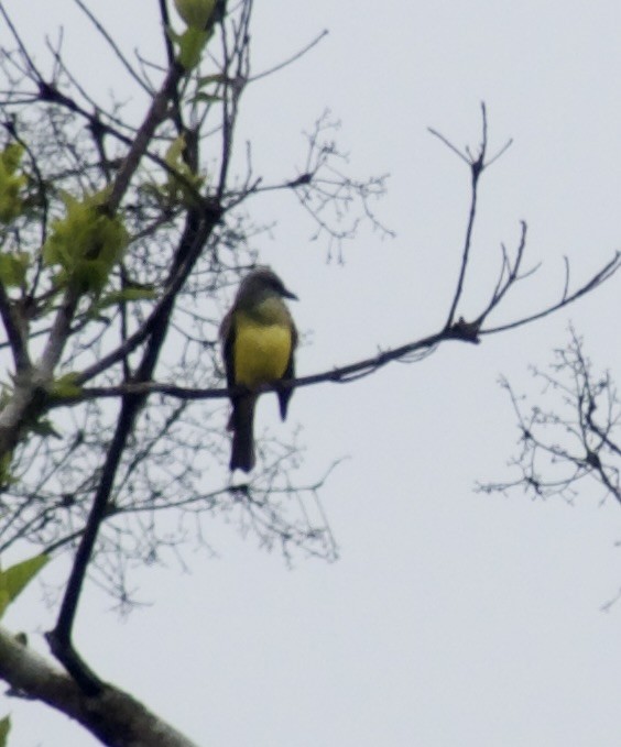 Trauerkönigstyrann - ML621320099