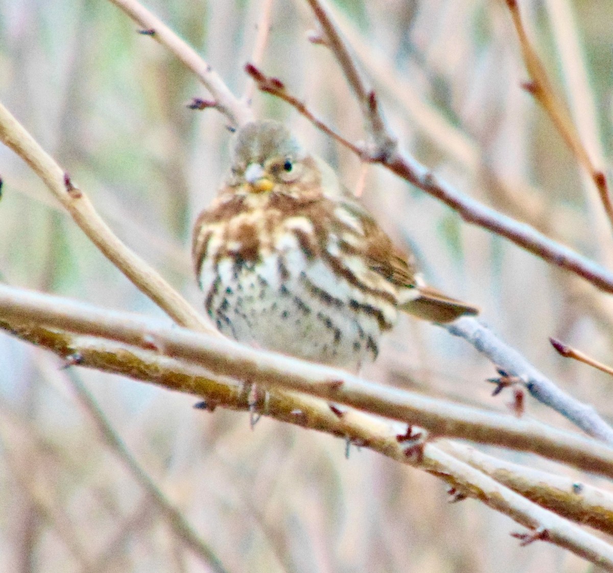 Fox Sparrow - ML621320136