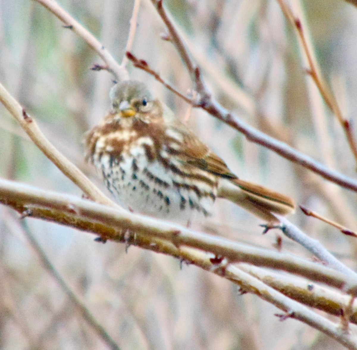 Fox Sparrow - ML621320137