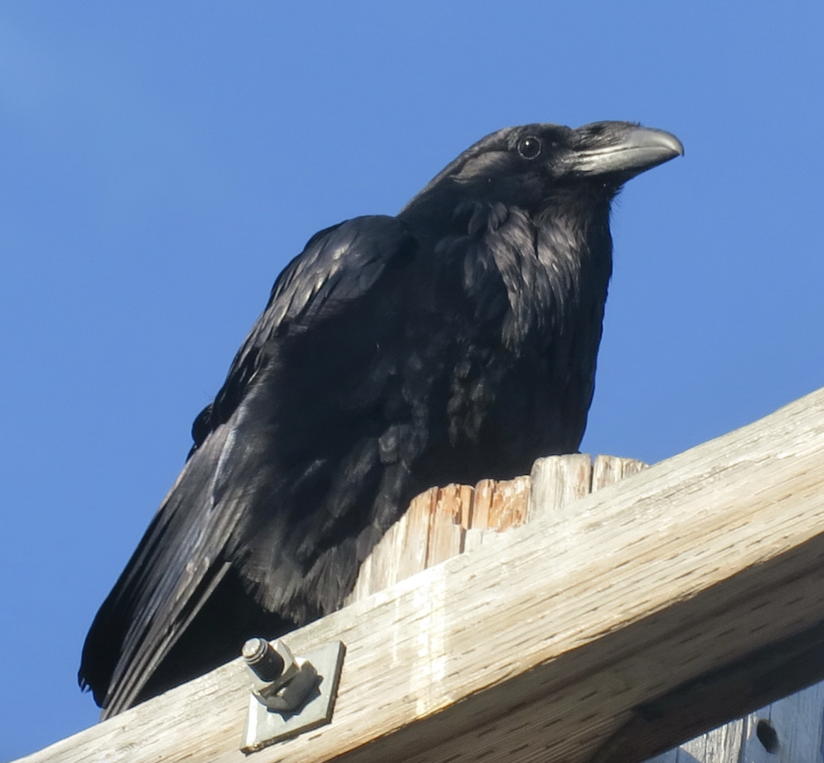 Common Raven - ML621320143