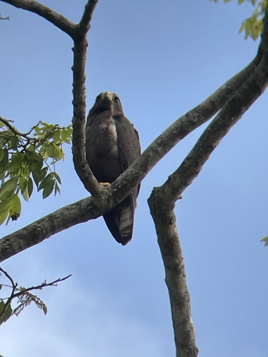 Common Black Hawk - ML621320157