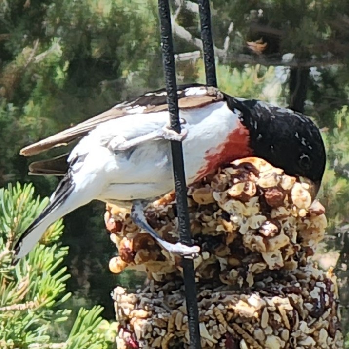 Rose-breasted Grosbeak - ML621320229