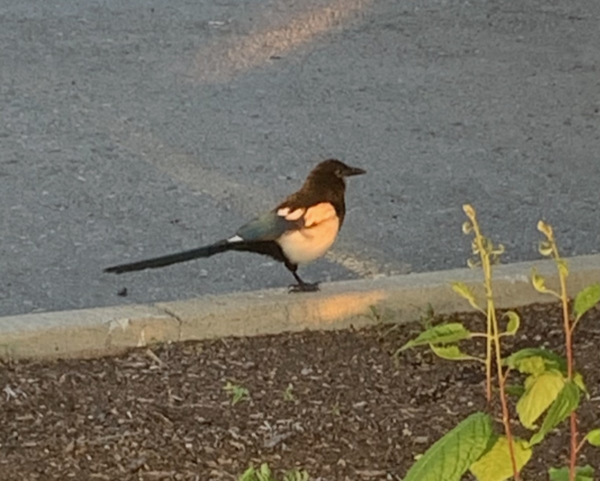 Black-billed Magpie - ML621320432