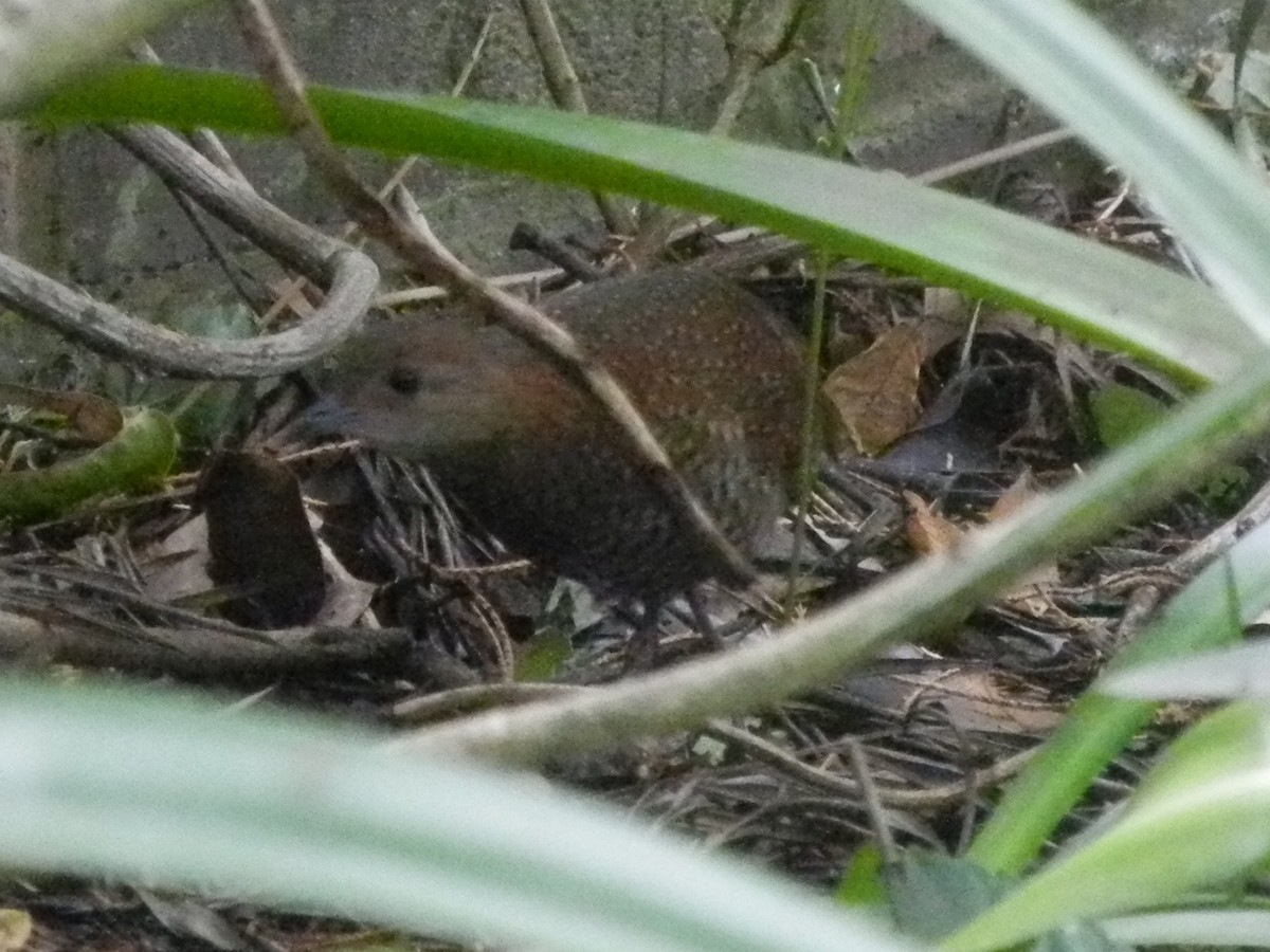 Buff-spotted Flufftail - ML621320483