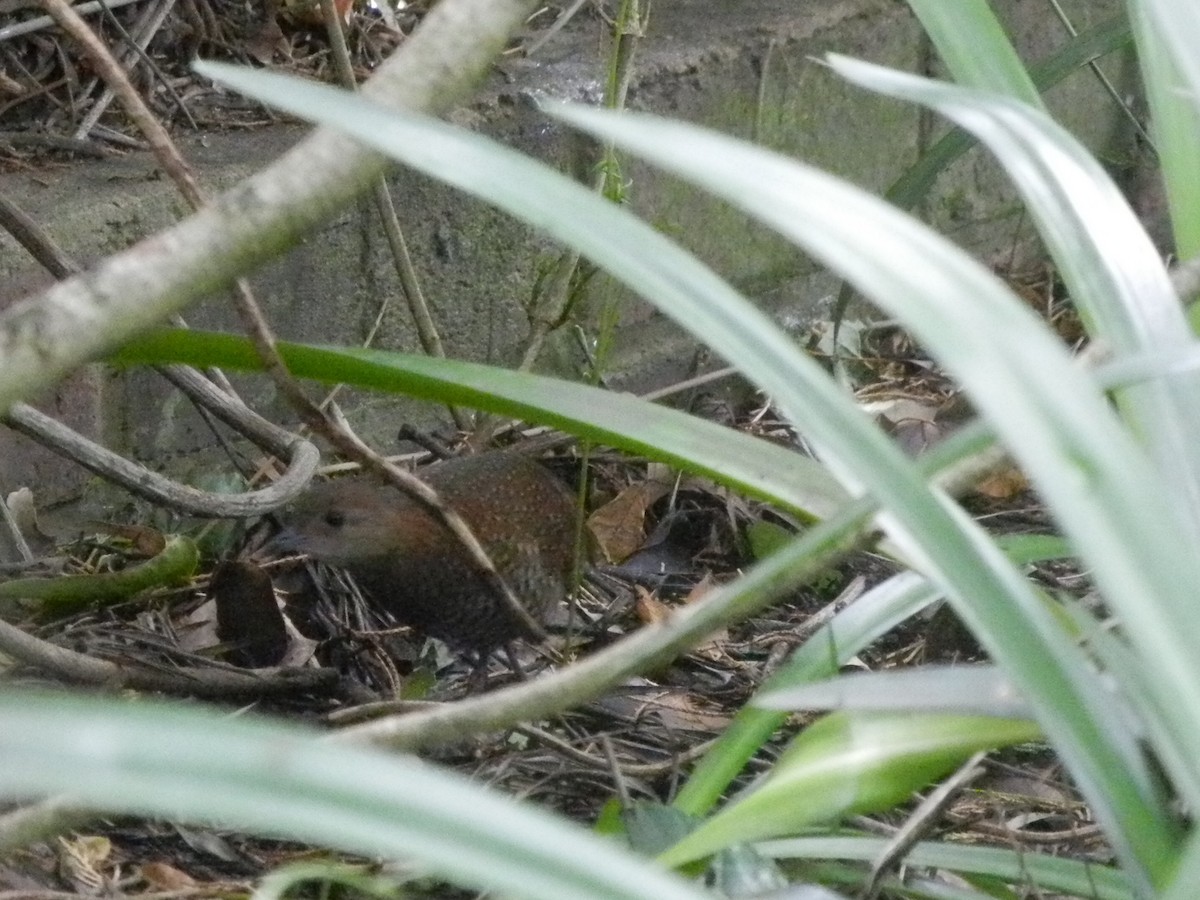 Buff-spotted Flufftail - ML621320484