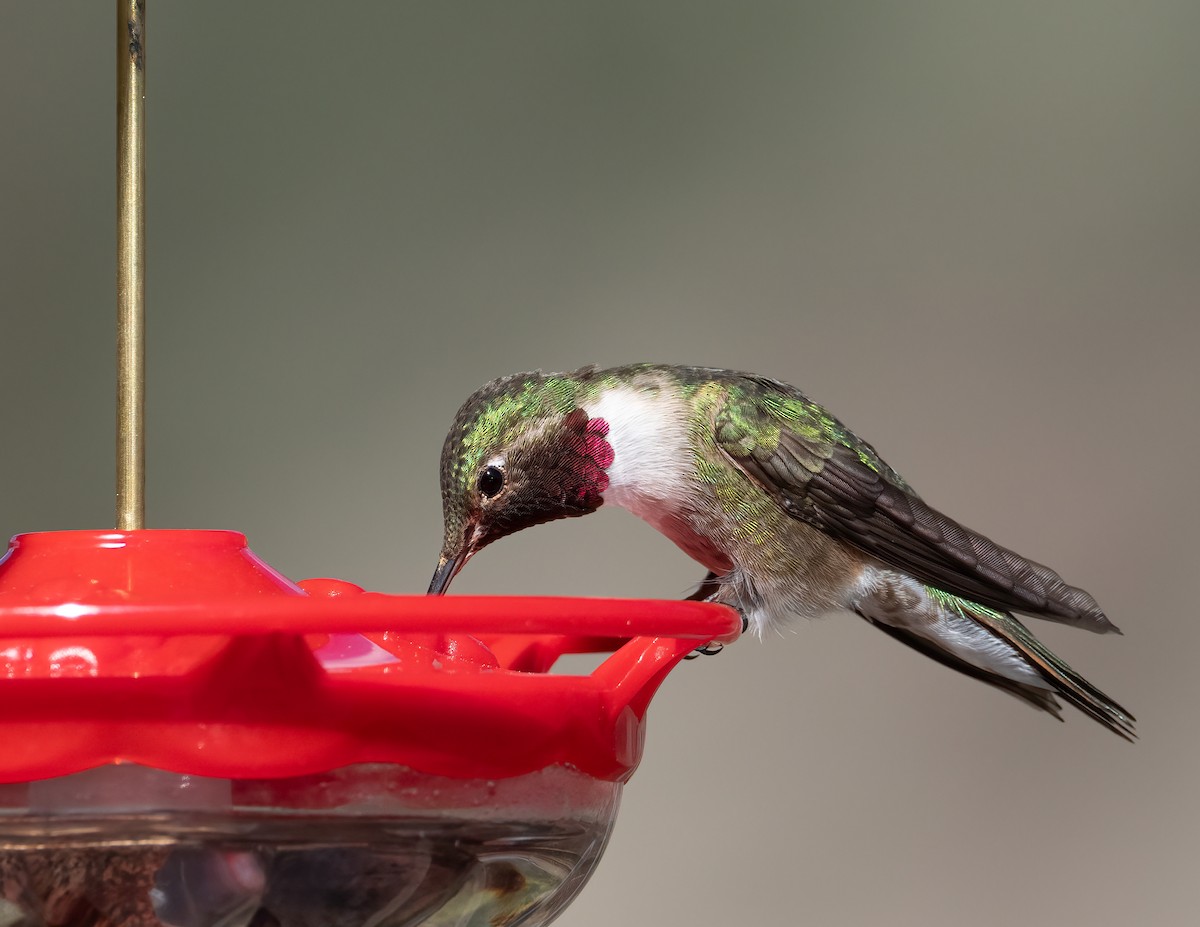 Broad-tailed Hummingbird - ML621320501