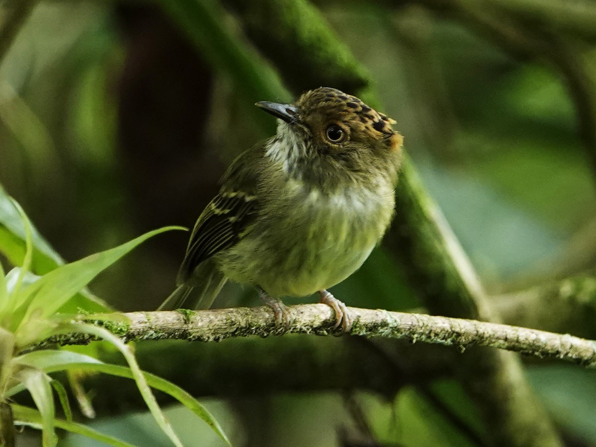 Scale-crested Pygmy-Tyrant - ML621320570