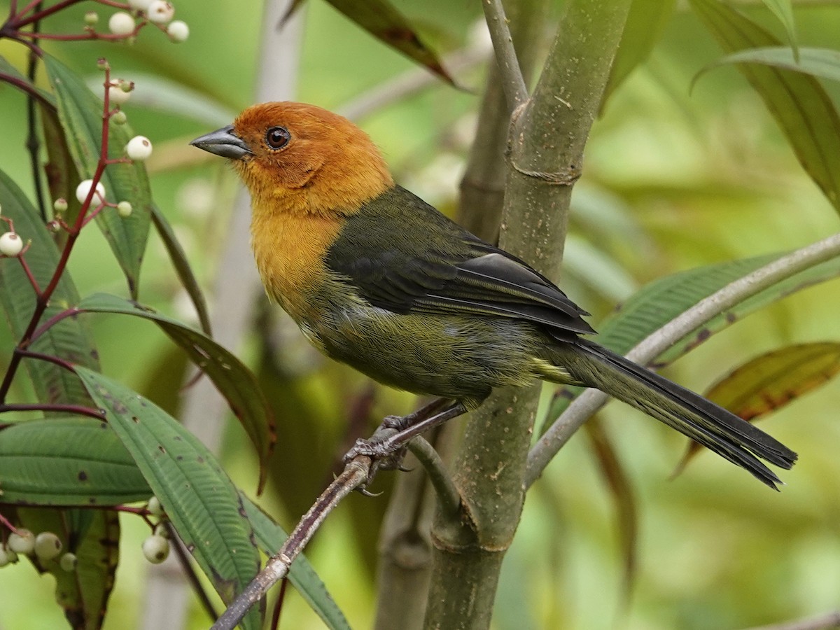 Ochre-breasted Brushfinch - ML621320614