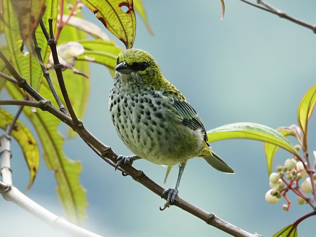 Speckled Tanager - ML621320626