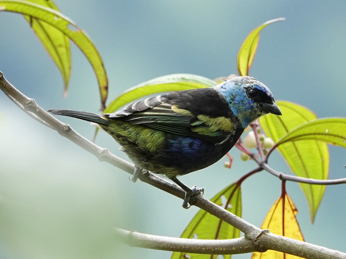 Blue-necked Tanager - ML621320639