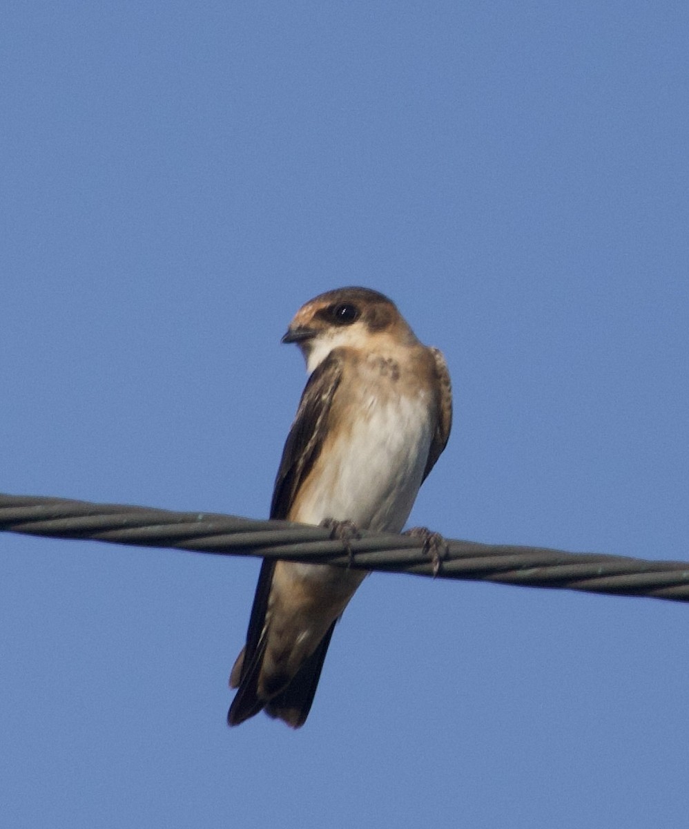 Cave Swallow - ML621320685