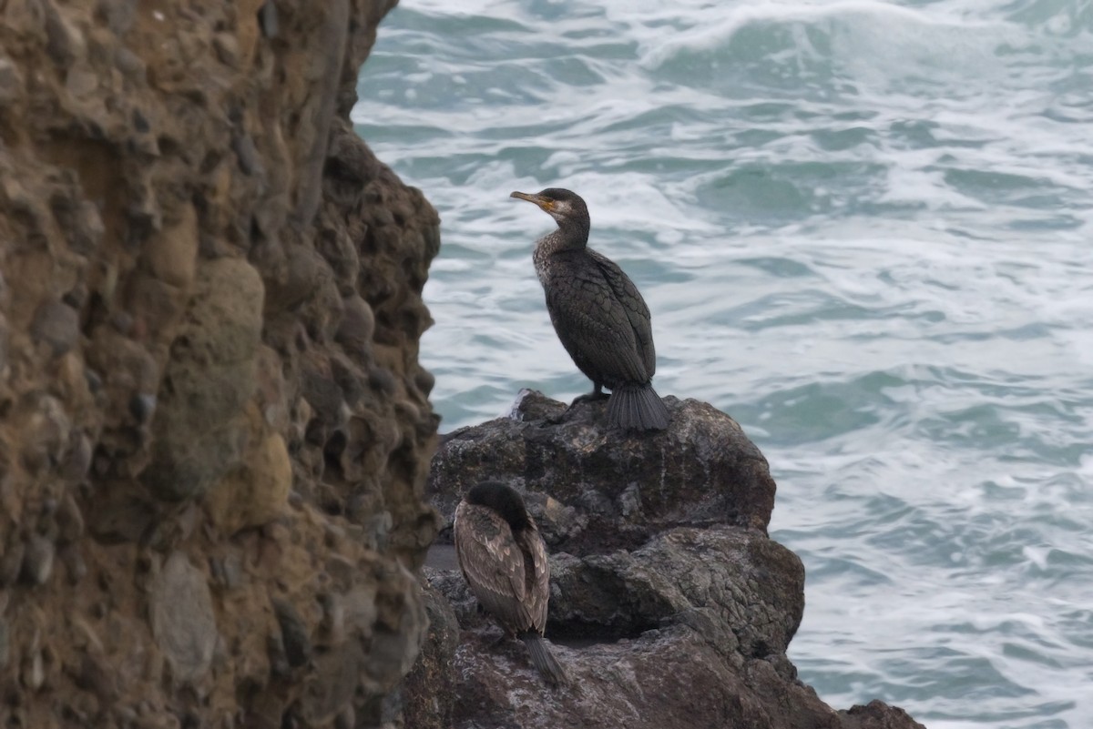 Japanese Cormorant - ML621320723