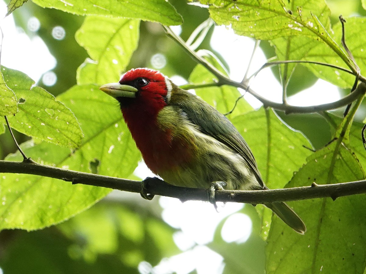 Kırmızı Başlı Barbet - ML621320732