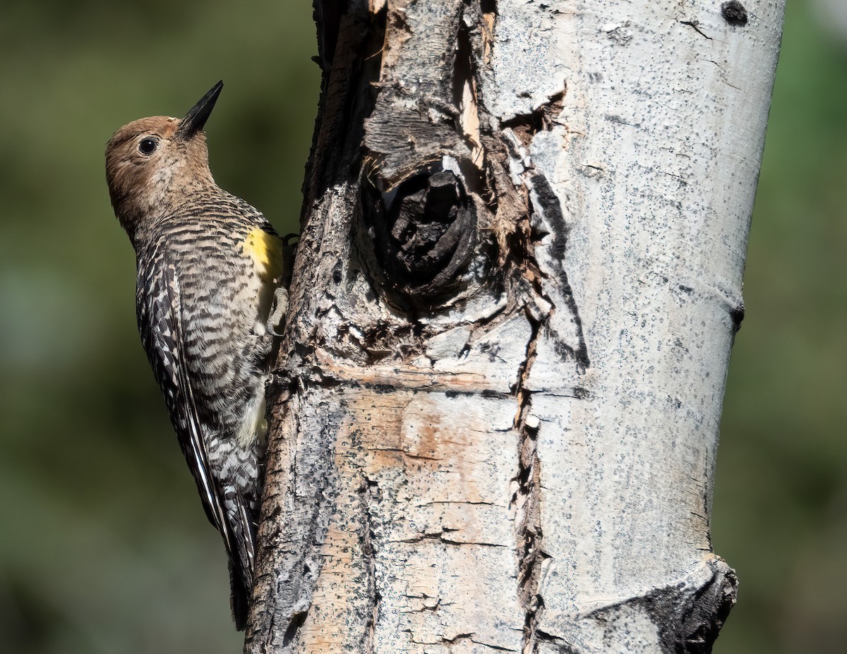 Williamson's Sapsucker - ML621320735