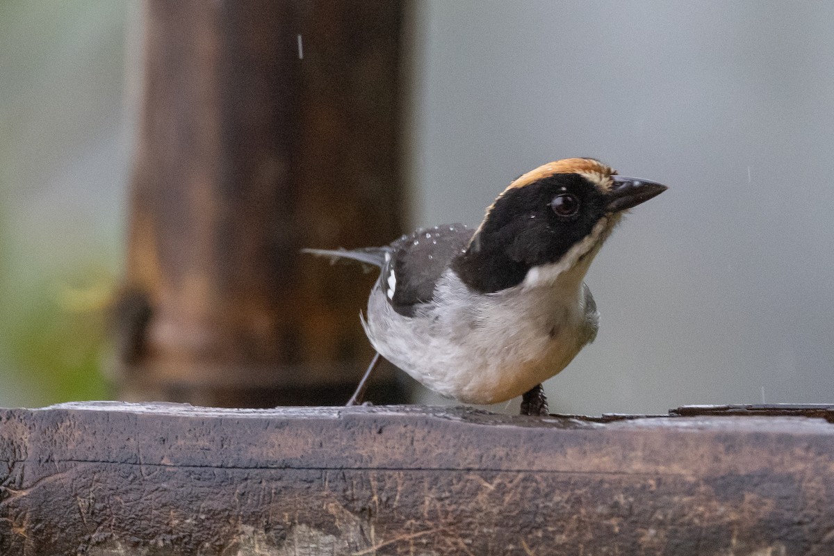 White-winged Brushfinch - ML621320751