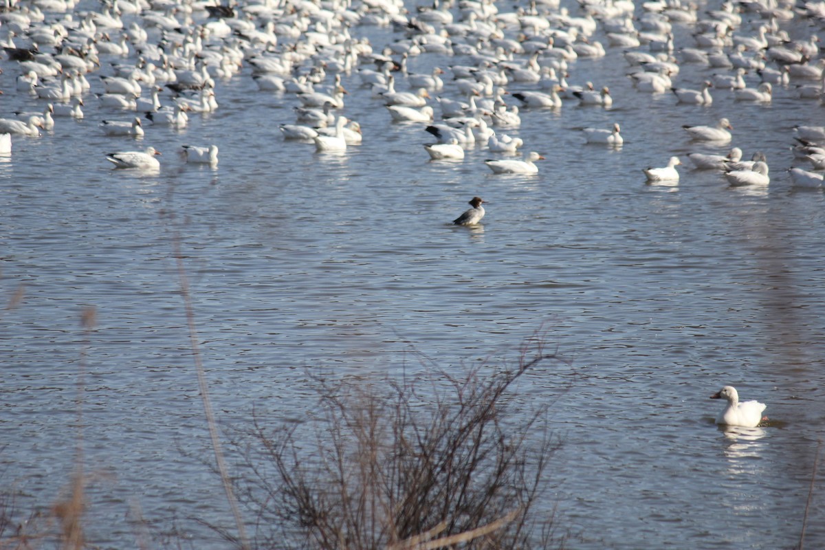 Common Merganser - ML621320760