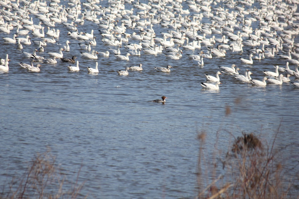 Common Merganser - ML621320761