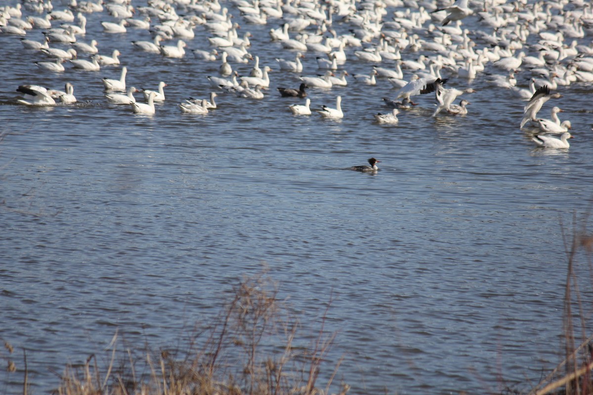 Common Merganser - ML621320762