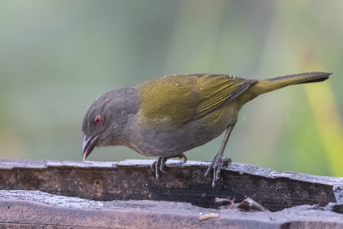 Dusky Chlorospingus - ML621320790