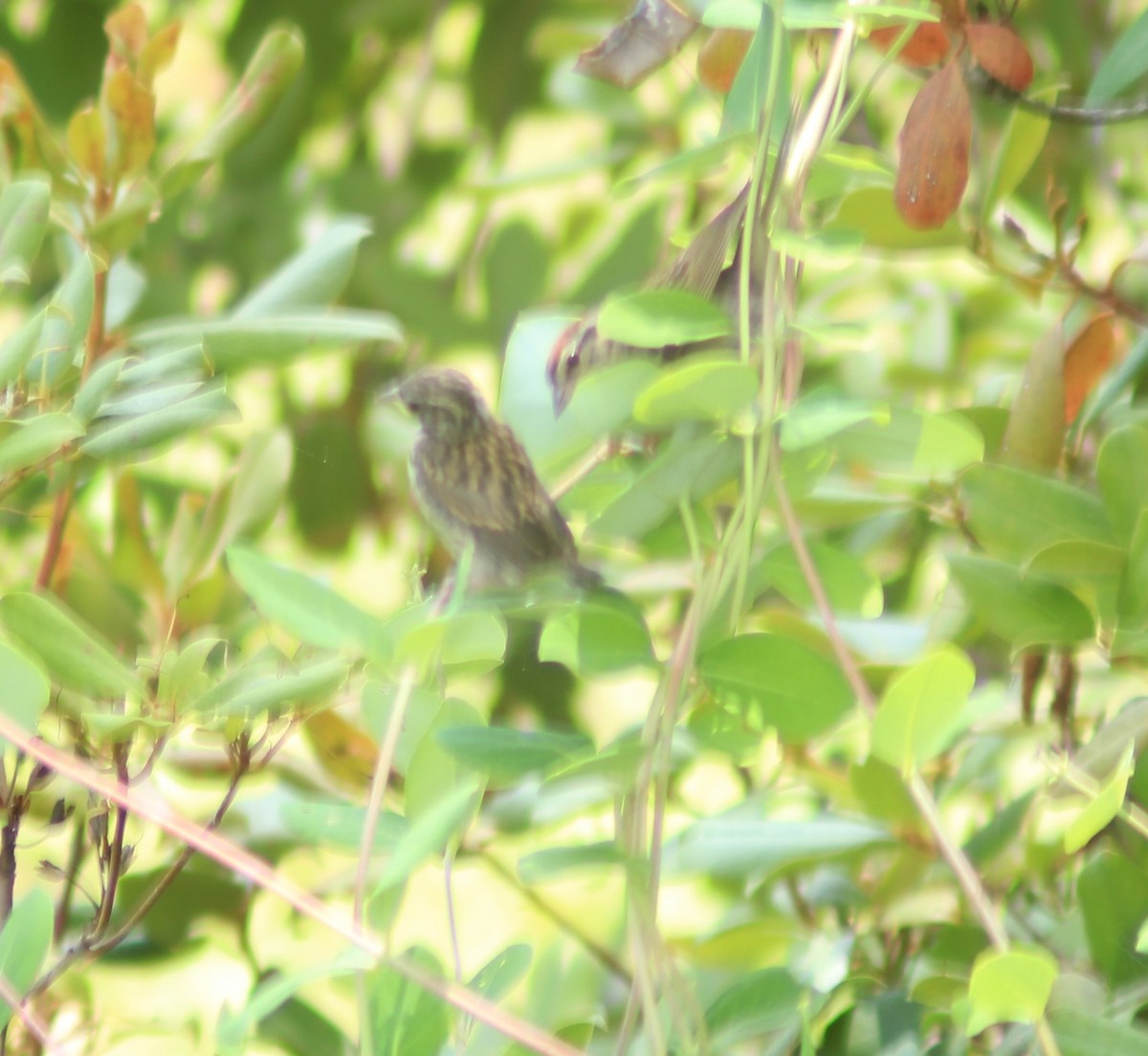 Chipping Sparrow - ML621320798