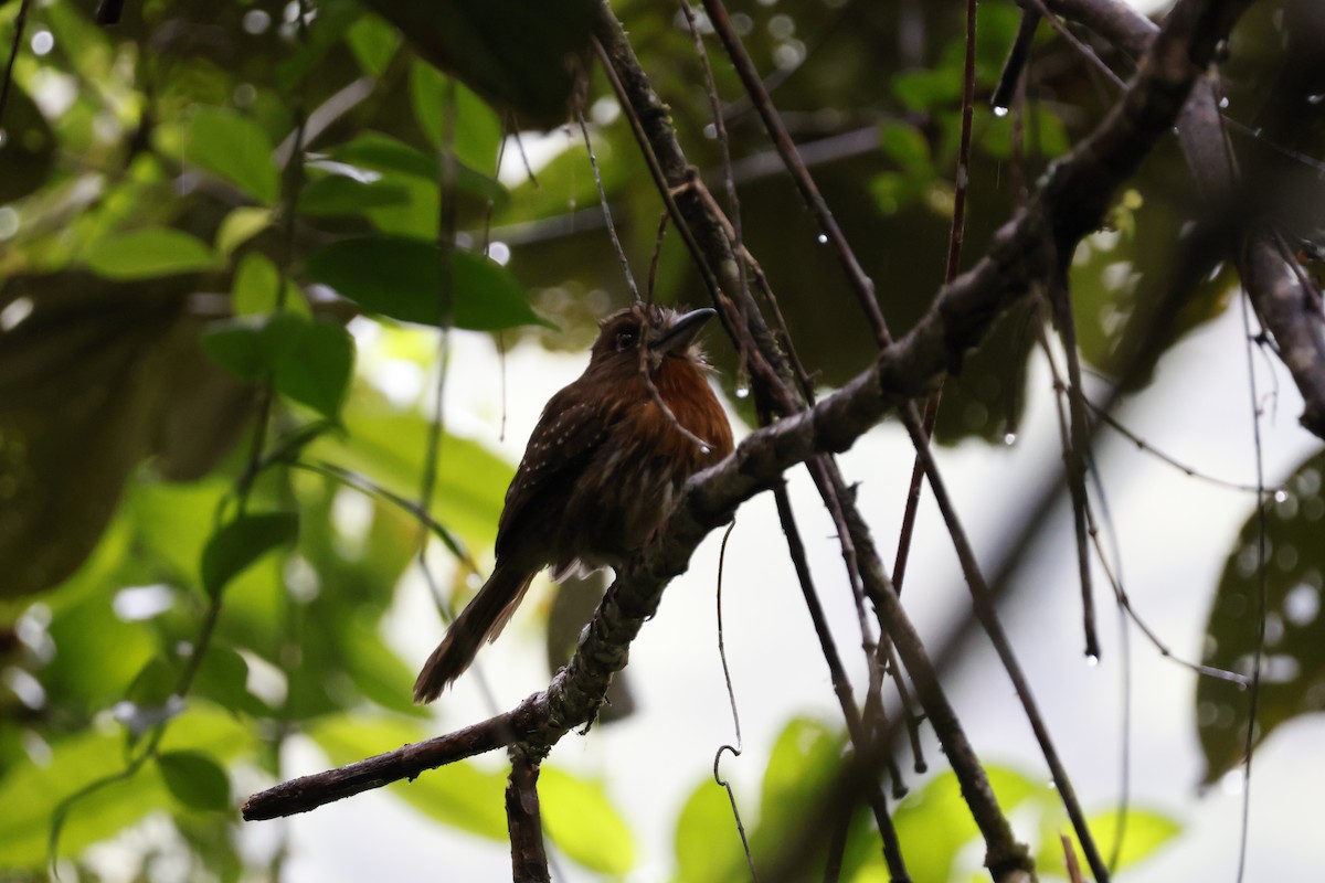 Moustached Puffbird - ML621320812
