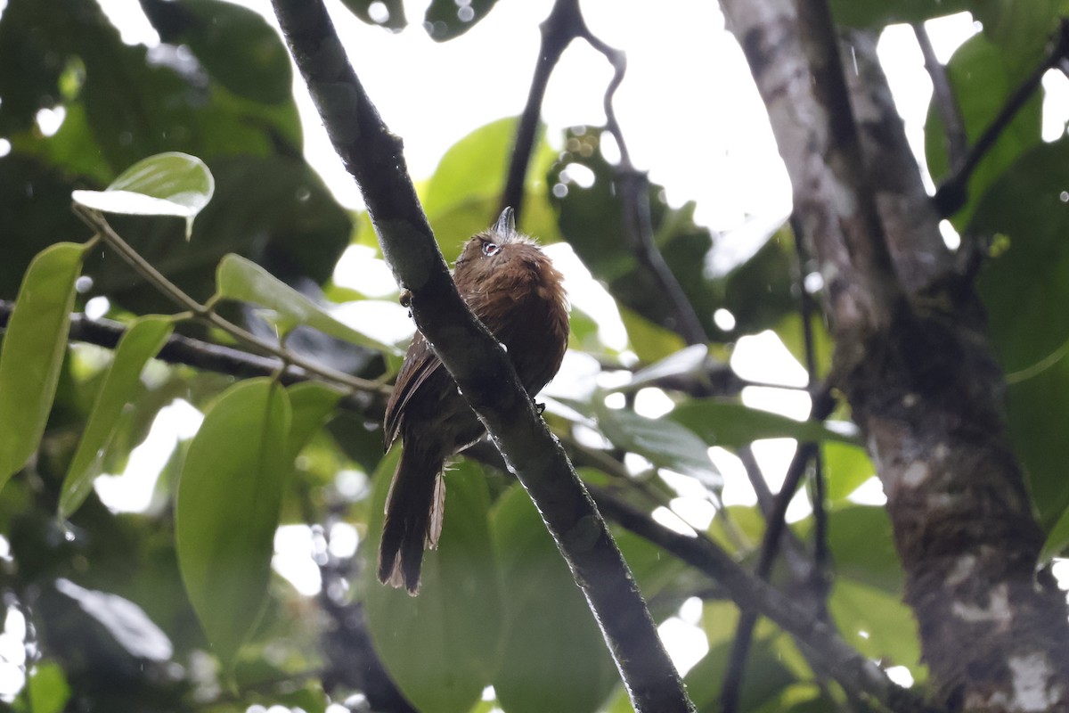 Moustached Puffbird - ML621320813