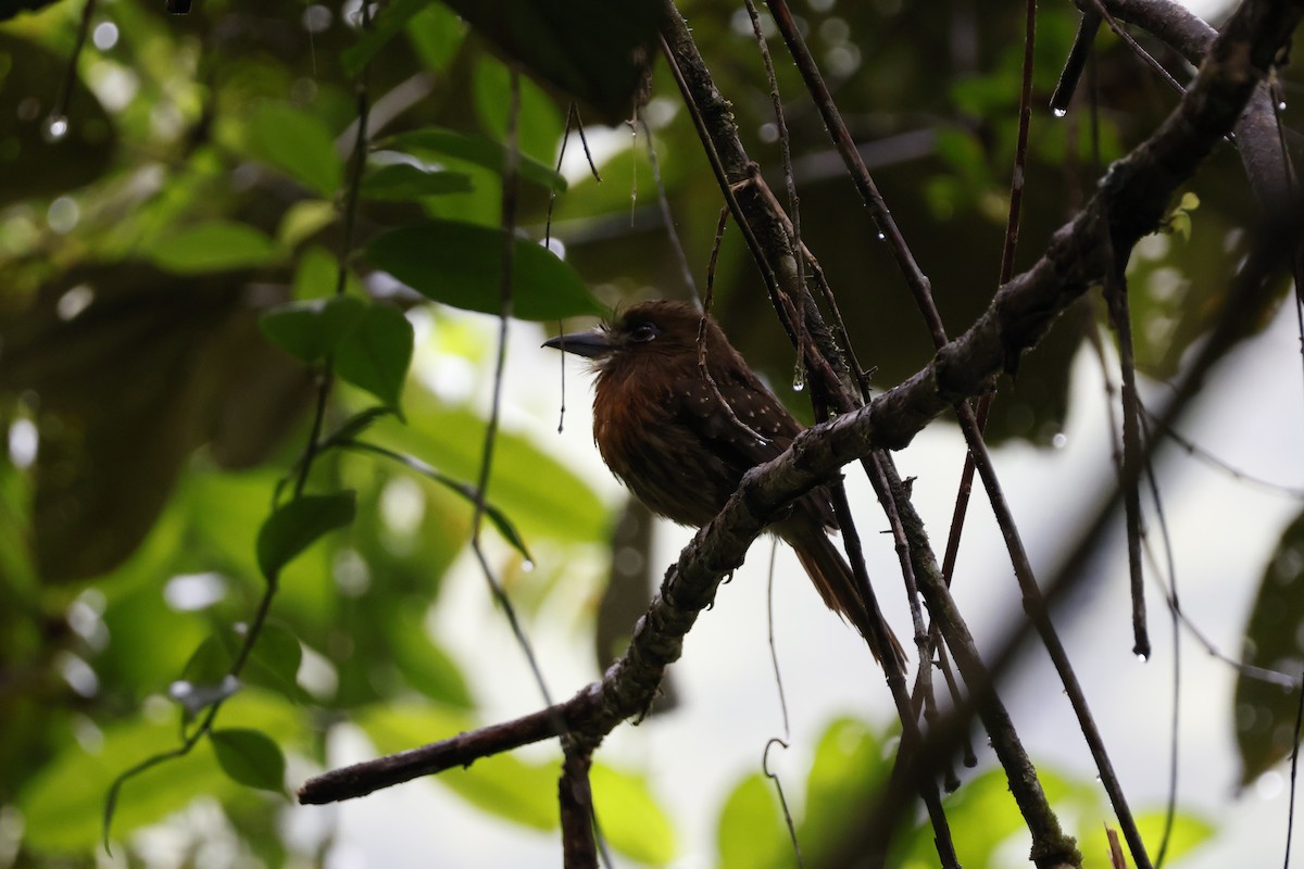 Moustached Puffbird - ML621320814