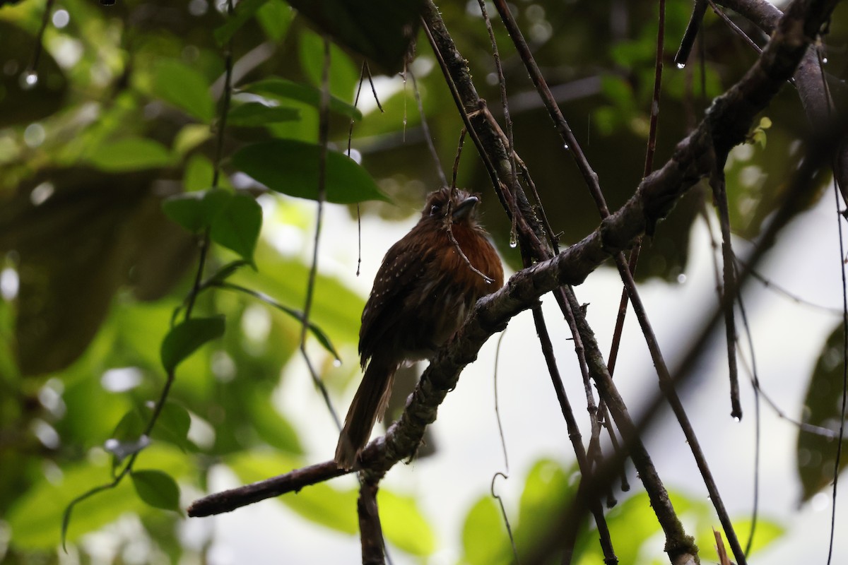 Moustached Puffbird - ML621320815