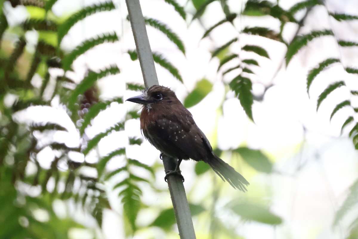 Moustached Puffbird - ML621320816
