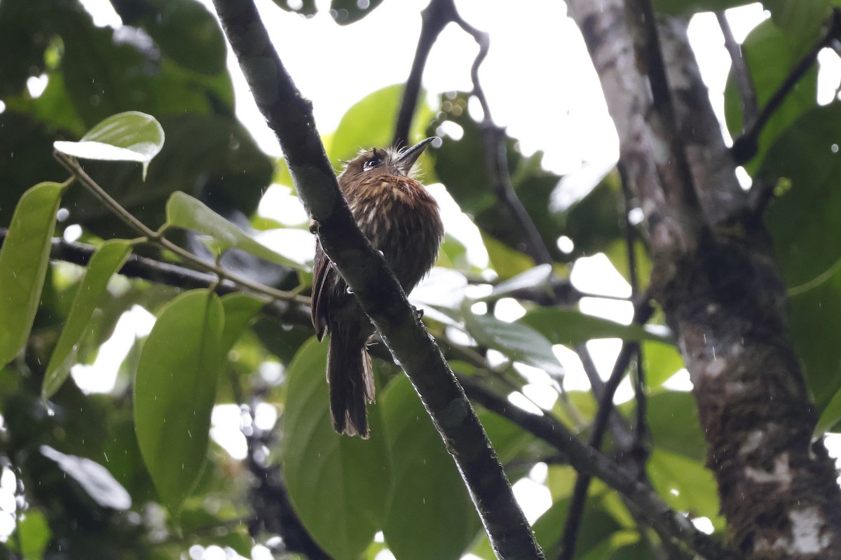 Moustached Puffbird - ML621320819