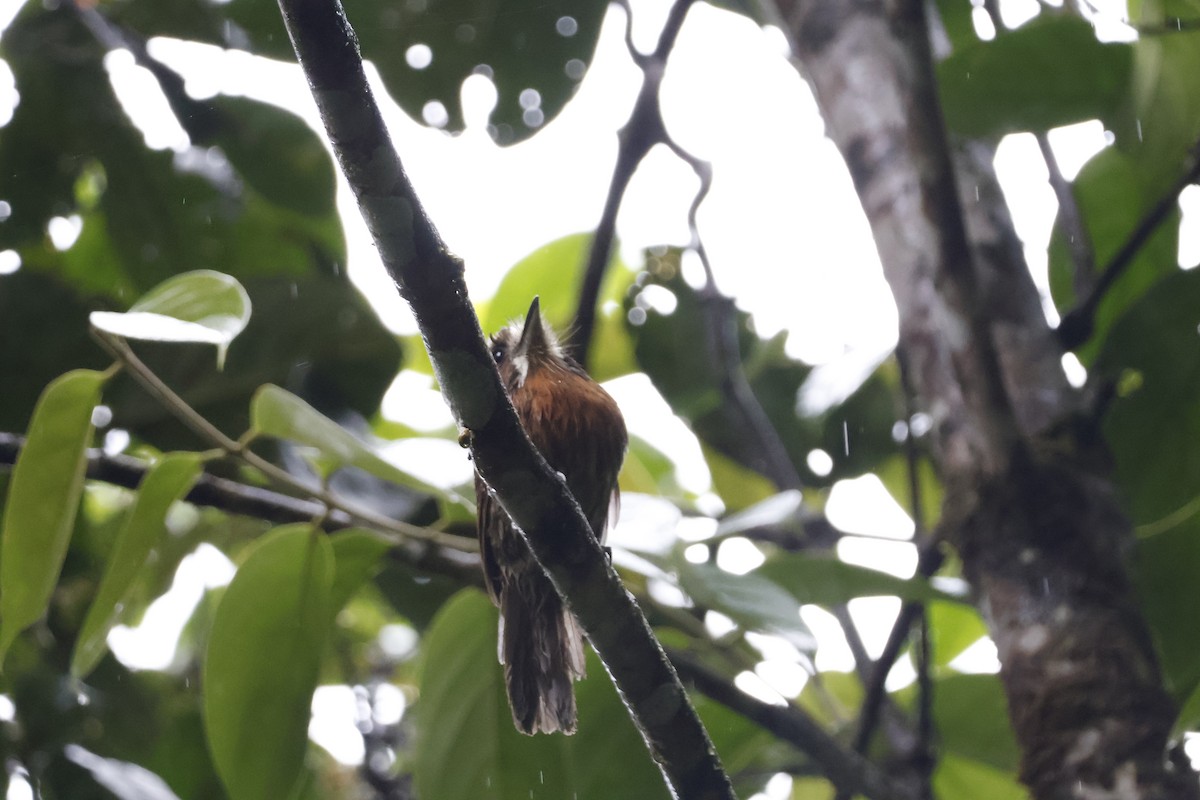 Moustached Puffbird - ML621320820