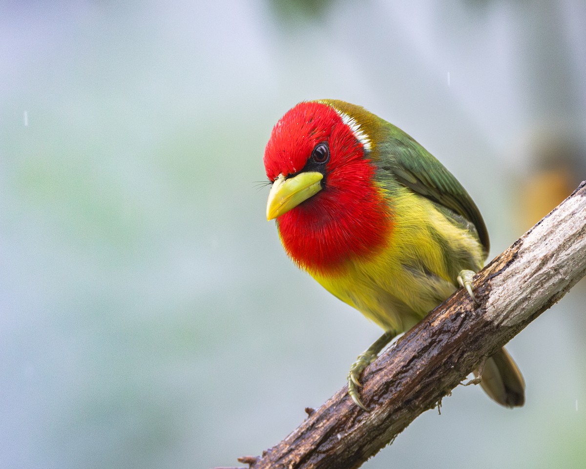 Red-headed Barbet - ML621320838