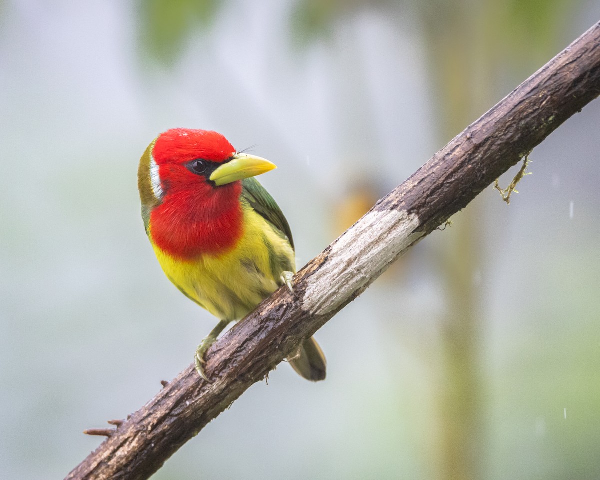 Red-headed Barbet - ML621320839