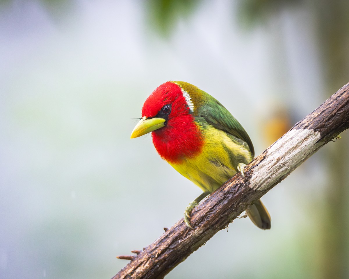 Red-headed Barbet - ML621320840