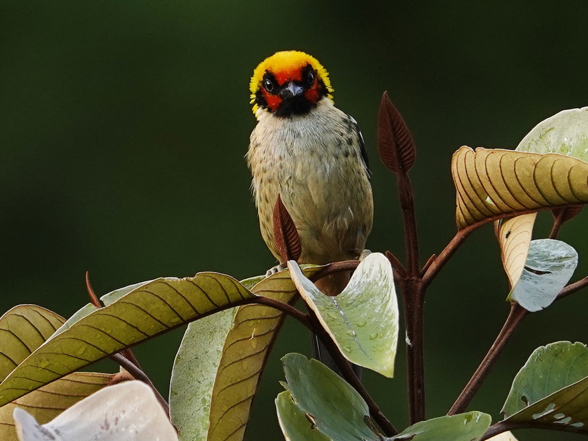 Flame-faced Tanager - ML621320862