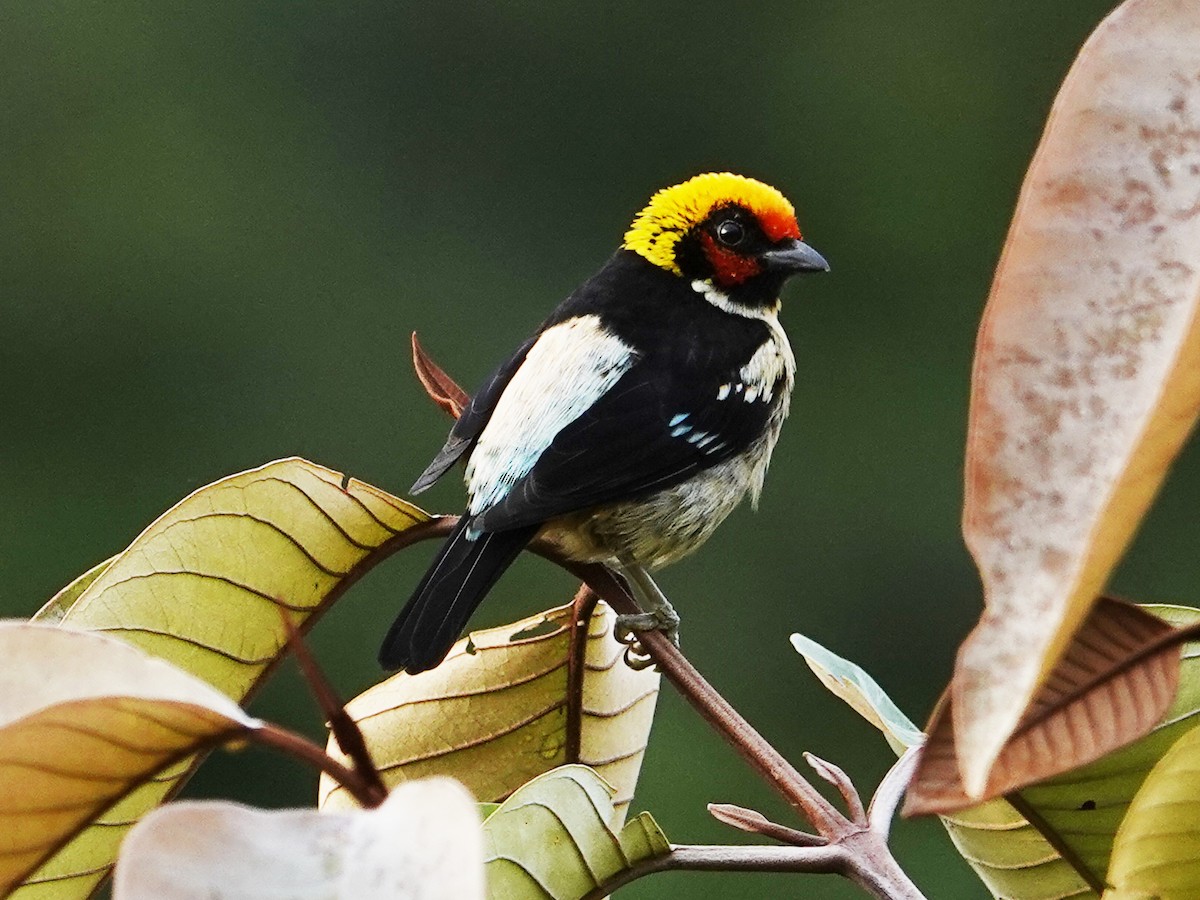 Flame-faced Tanager - Wilmer Ramirez