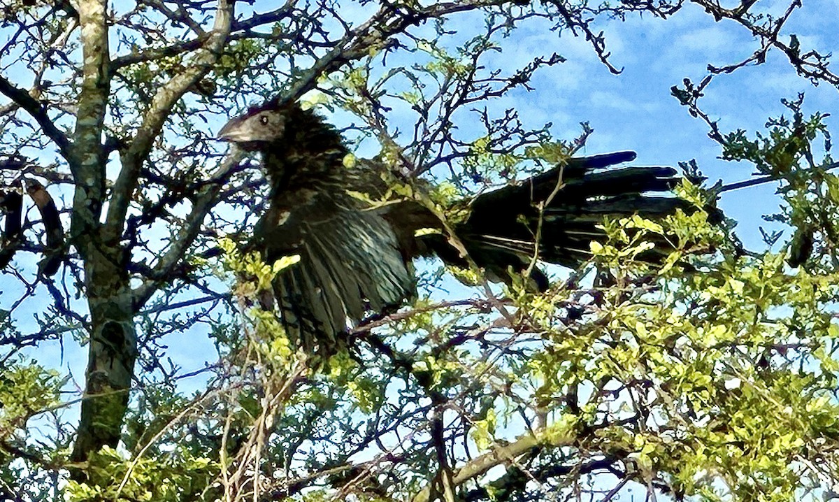 Groove-billed Ani - ML621320879