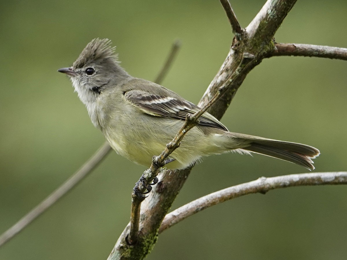 Yellow-bellied Elaenia - ML621320885